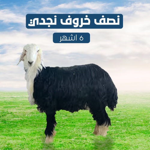 نصف خروف نجدي 6 اشهر