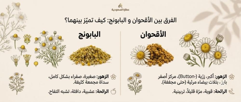 الفرق بين الأقحوان والبابونج وكيف تميز بينهما؟