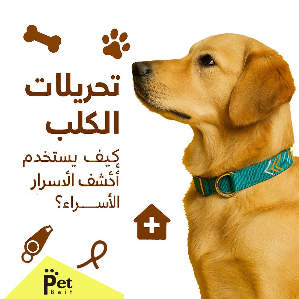 كلب يرفع أنفه للشم في الهواء، يعكس قدرته العالية على التحري والتتبع