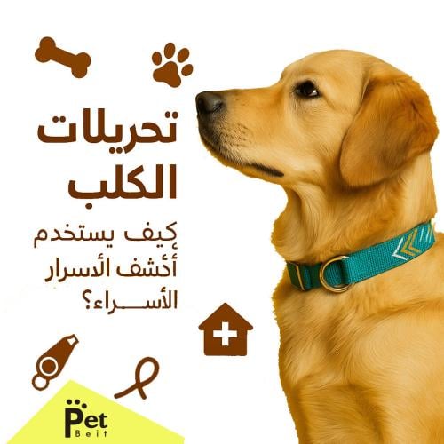 تحريات الكلب: كيف يستخدم أنفه في كشف الأسرار والمشاكل الصحية؟