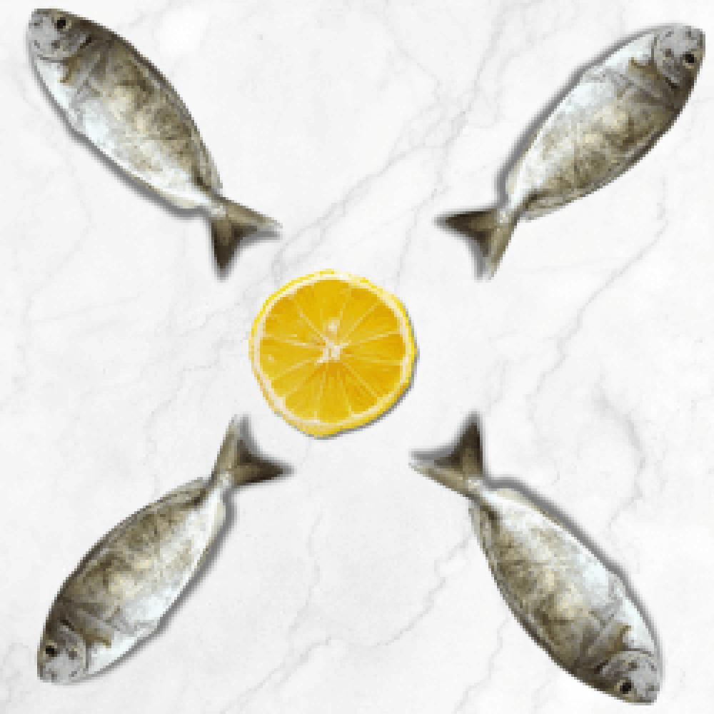 سمك السيجان الوزن 3 كيلو غرام