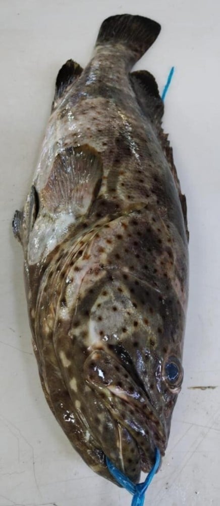 سمك الهامور