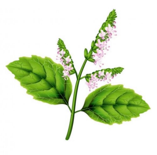 زيت عطري الباتشولي