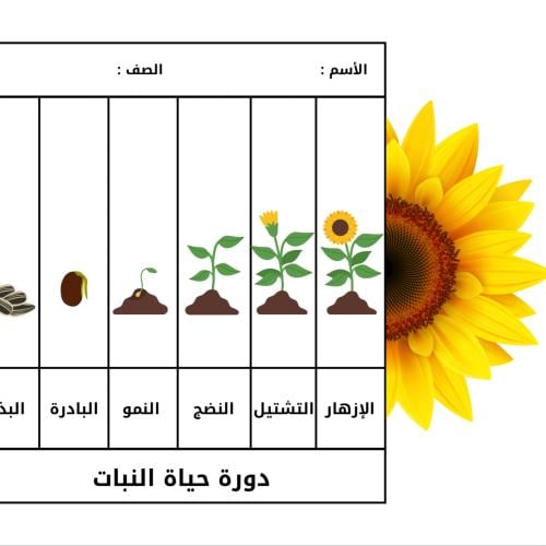 دورة حياة النبات