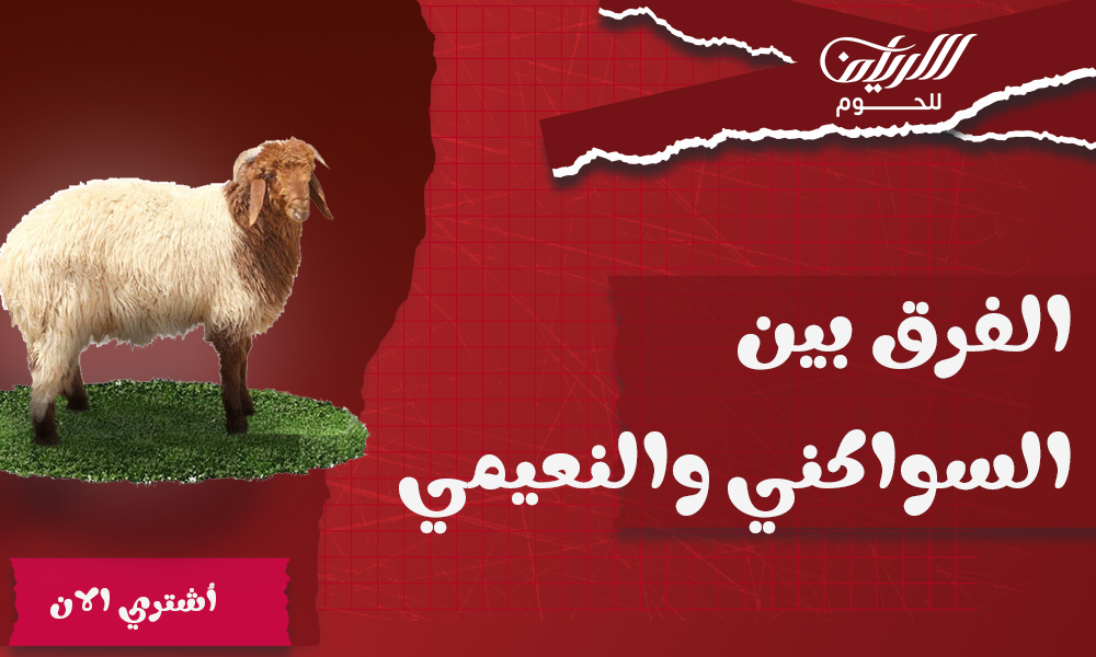 الفرق بين السواكني والنعيمي