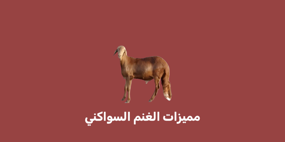 مميزات الغنم السواكني
