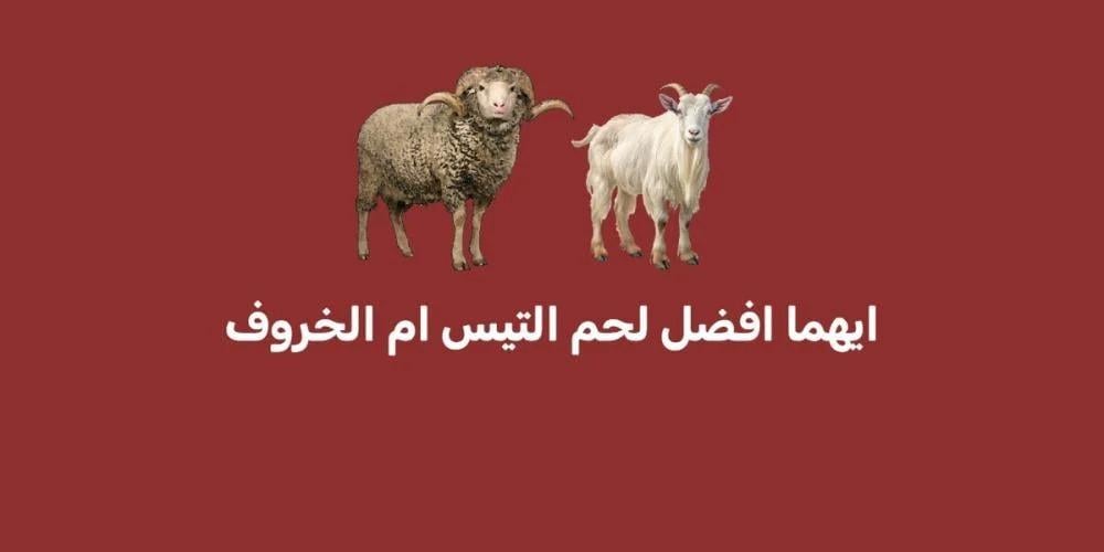 ايهما افضل لحم التيس ام الخروف؟ ايهما افضل لحم التيس ام الخروف؟