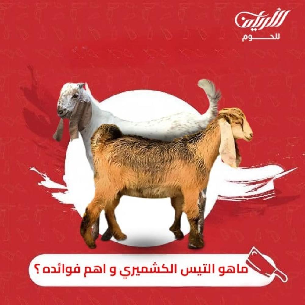 ما هو التيس الكشميري