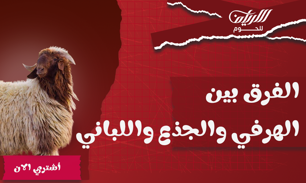 الفرق بين الهرفي والجذع واللباني