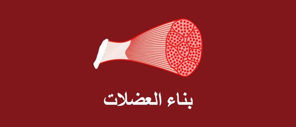 اللحوم ودورها في بناء العضلات