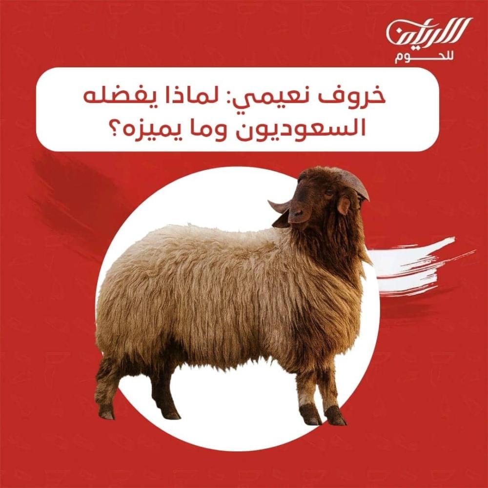 الغنم النعيمي: لماذا يفضله السعوديون وما يميزه عن الأنواع الأخرى؟