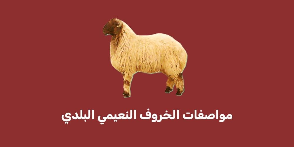 مواصفات الخروف النعيمي البلدي مواصفات الخروف النعيمي البلدي