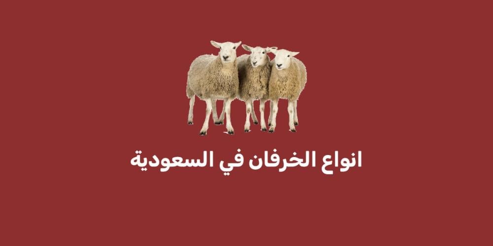 انواع الخرفان في السعودية