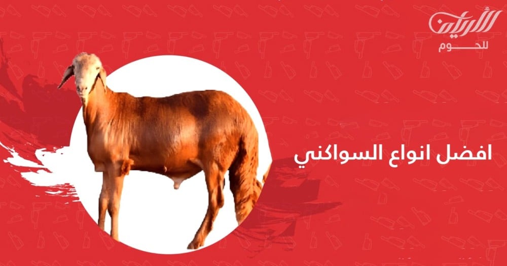 افضل انواع السواكني