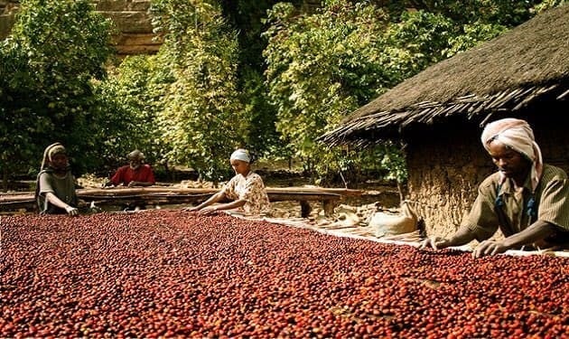 تعرف على عملية تجفيف القهوة