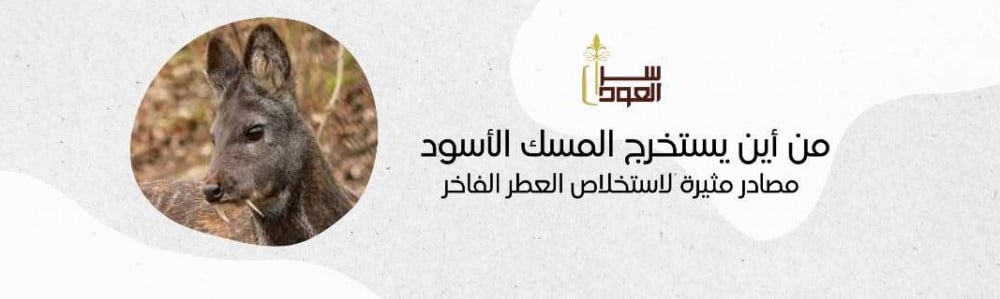 من أين يستخرج المسك الأسود | مصادر مثيرة لاستخلاص العطر الفاخر