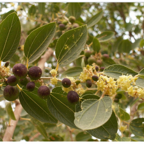 بذور السدر العربي 20