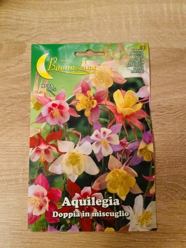 زهرة كالحمامة