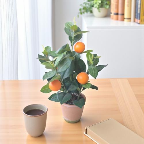 شجر ليمون مع مركن