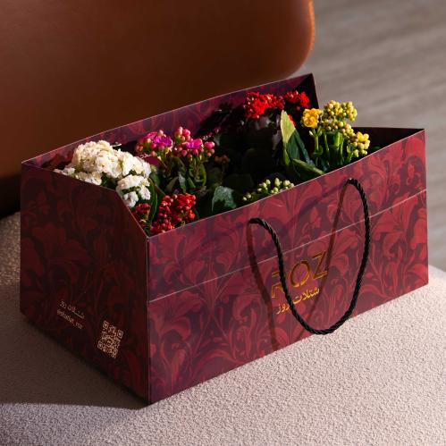 توزيعات نبتة الكلانشو