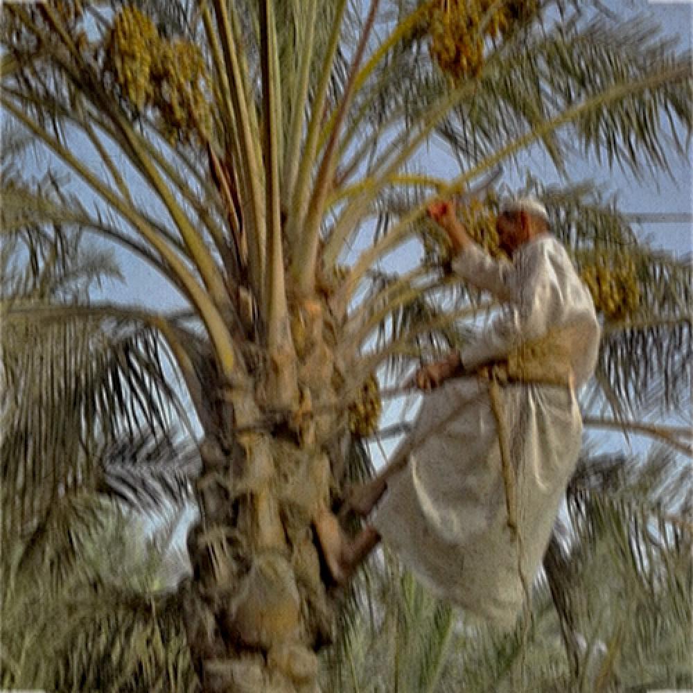 النخلاوي