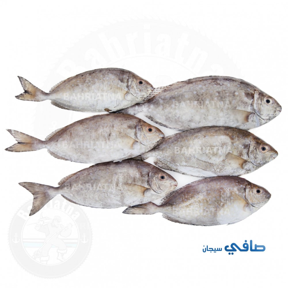 سمك صافي safi