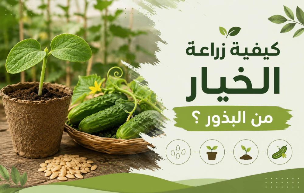 كيفية زراعة الخيار من البذور