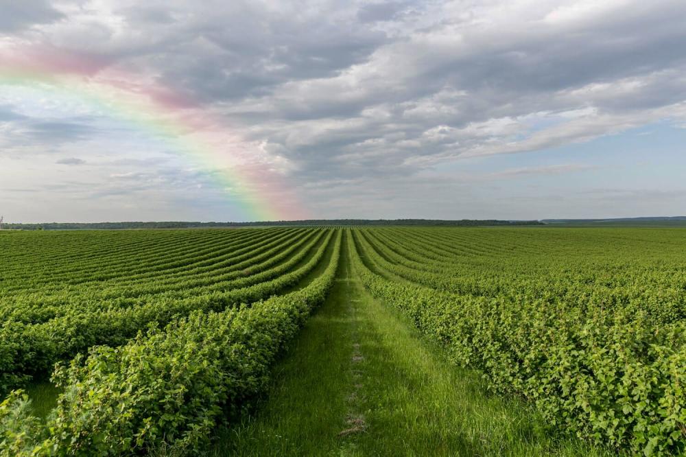 أفضل أنواع التربة للزراعة