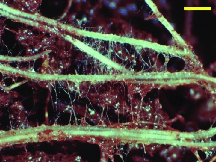 العناصر الصغرى والمغذيات