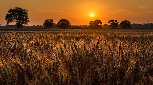 البذور البرية