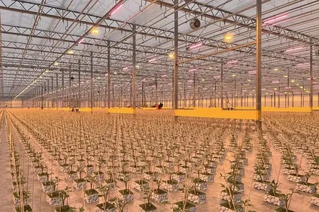 بذور المحاصيل