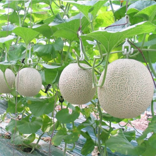 بذور الشمام  33