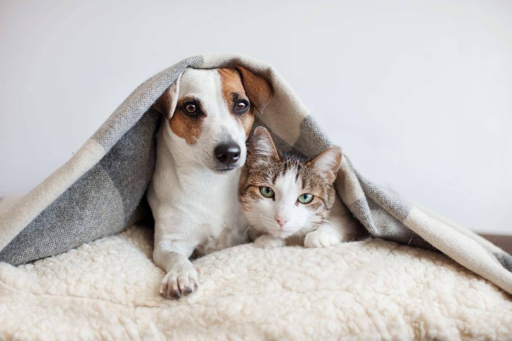 Wet vs. Dry Pet Food: Which is Best for Your Cat or Dog? A Complete Guide