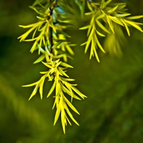 زيت شجره الشاي الاساسي - 30 ملي