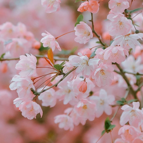 زيت عطري زهره الساكورا اليابانيه -  30 ملي