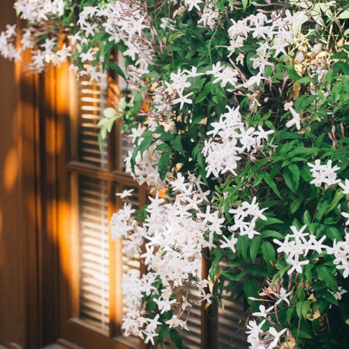 زيت عطري برائحه  زهره الياسمين - 30 ملي