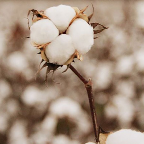 زيت عطر القطن النظيف -30 ملي