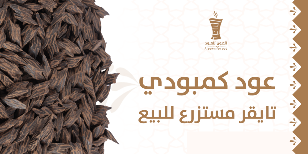 عود كمبودي تايقر مستزرع للبيع