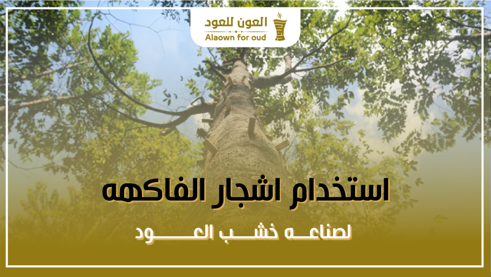 استخدام أشجار الفاكهة لصناعة خشب العود
