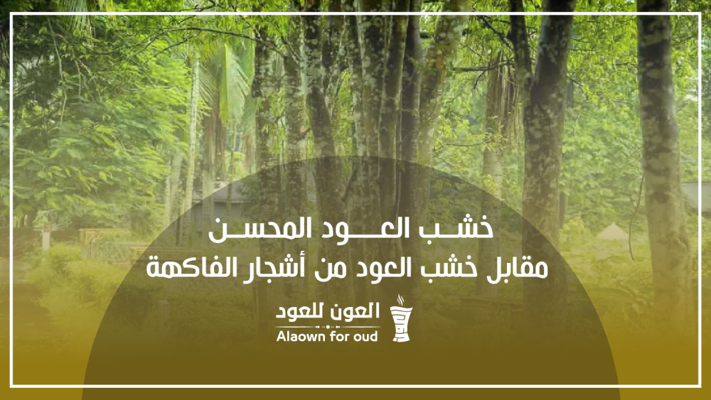 خشب العود المحسن مقابل خشب العود من أشجار الفاكهة
