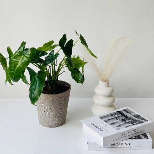 نبتة Philodendron Burle في اصيص بلاستك