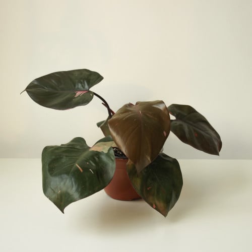 فلندرون بينك برنسس philodendron pink princess