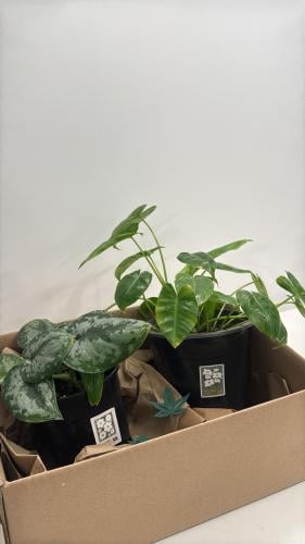 نبتة philodendron Burle ونبته البوتس في بوكس