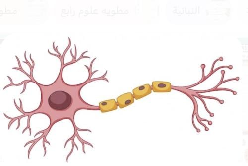 مطوية الخلايا علوم
