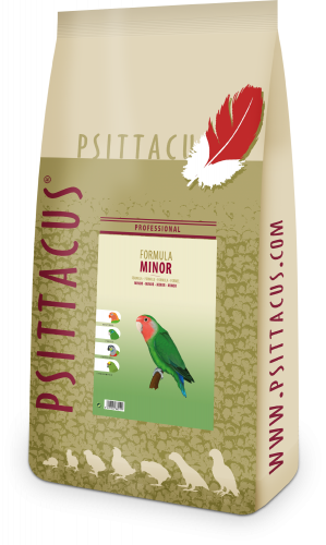 سيتاكوس مينور - PSITTACUS Minor