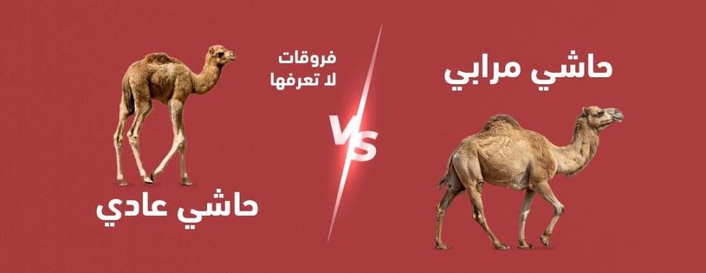 حاشي مرابي VS حاشي عادي – فروقات لا تعرفها