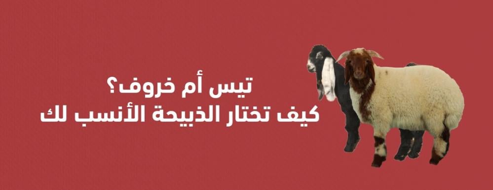 تيس أم خروف؟ كيف تختار الذبيحة الأنسب لك