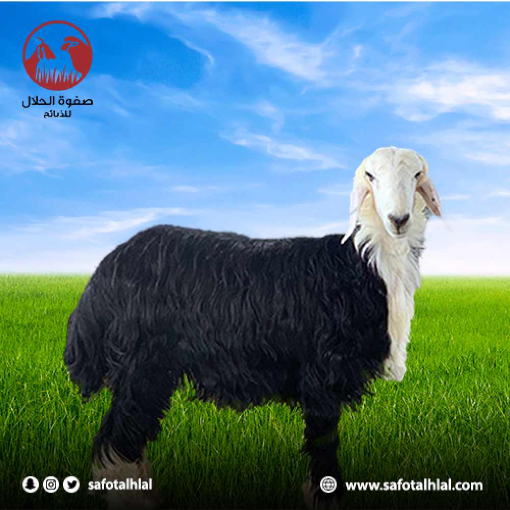 مؤسسة صفوة الحلال للذبائح بالرياض لأجود انواع الغنم النجدي الاصيل