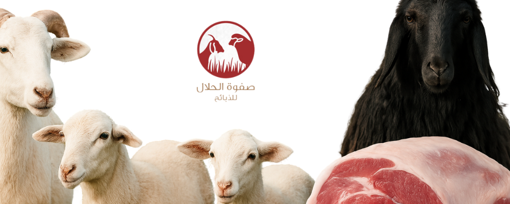 صفوة الحلال: وجهتك الأولى لشراء الذبايح في الرياض
