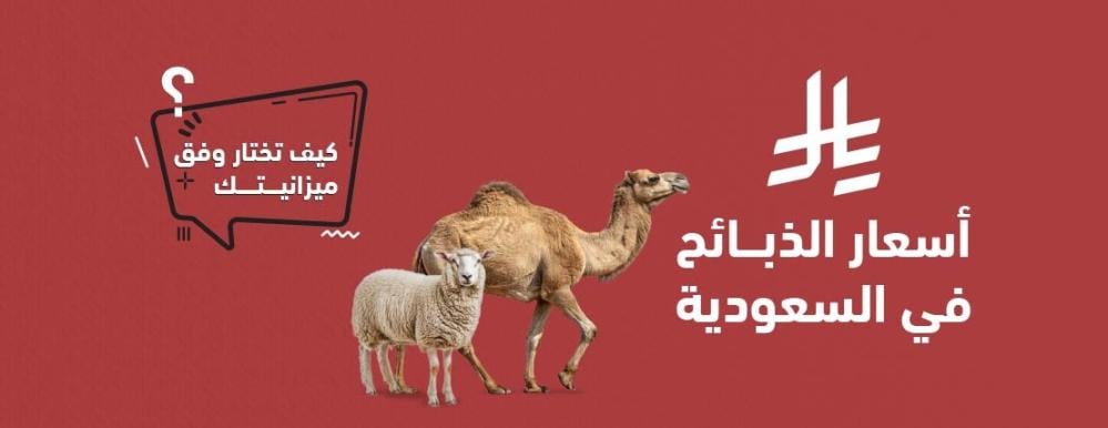 أسعار الذبائح في السعودية – كيف تختار وفق ميزانيتك؟